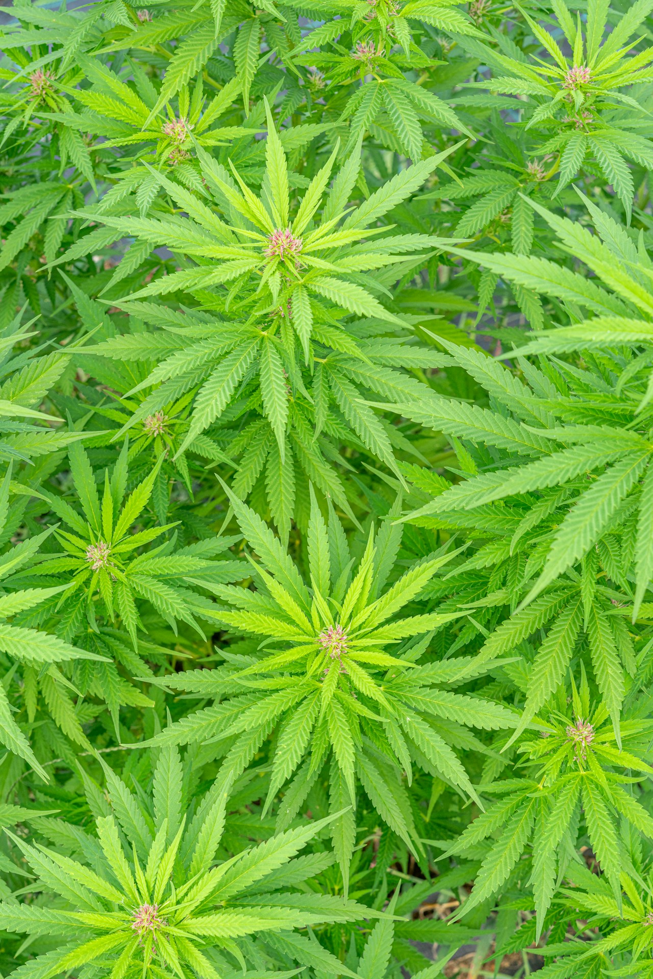 Cannabis strain close-up